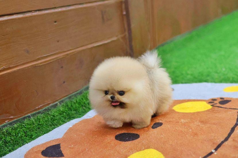 random pup